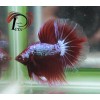 PAPR 2537